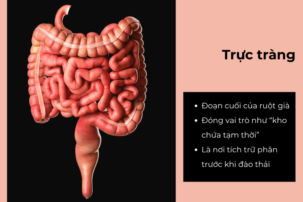 Cách điều trị trĩ ngoại nhẹ và nặng hiệu quả, an toàn hiện nay