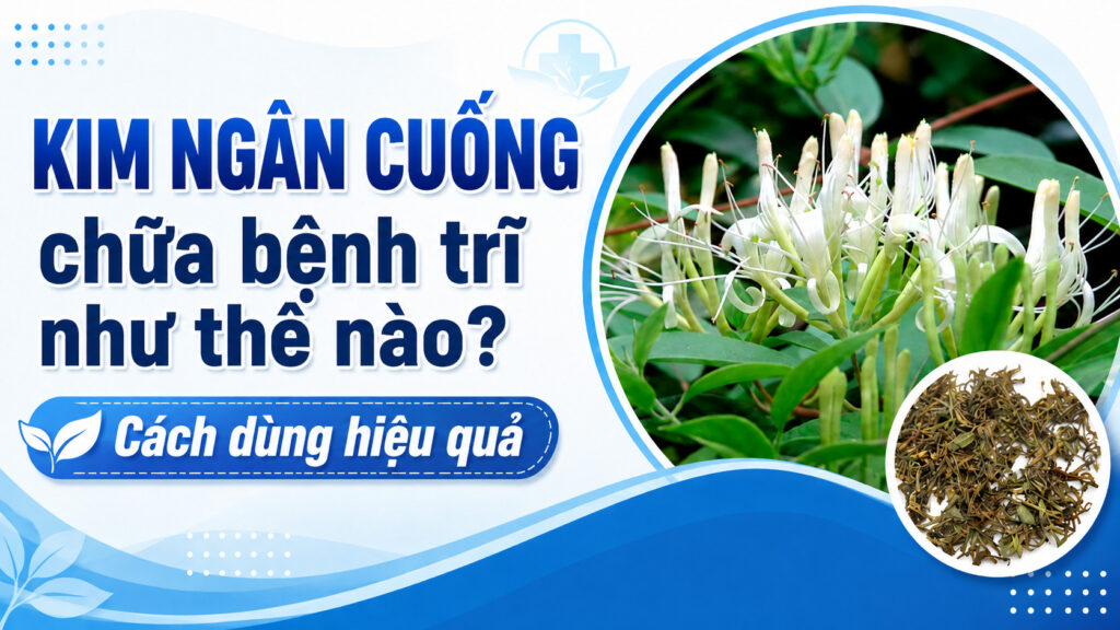 Kim ngân cuống chữa bệnh trĩ như thế nào? Cách dùng hiệu quả 